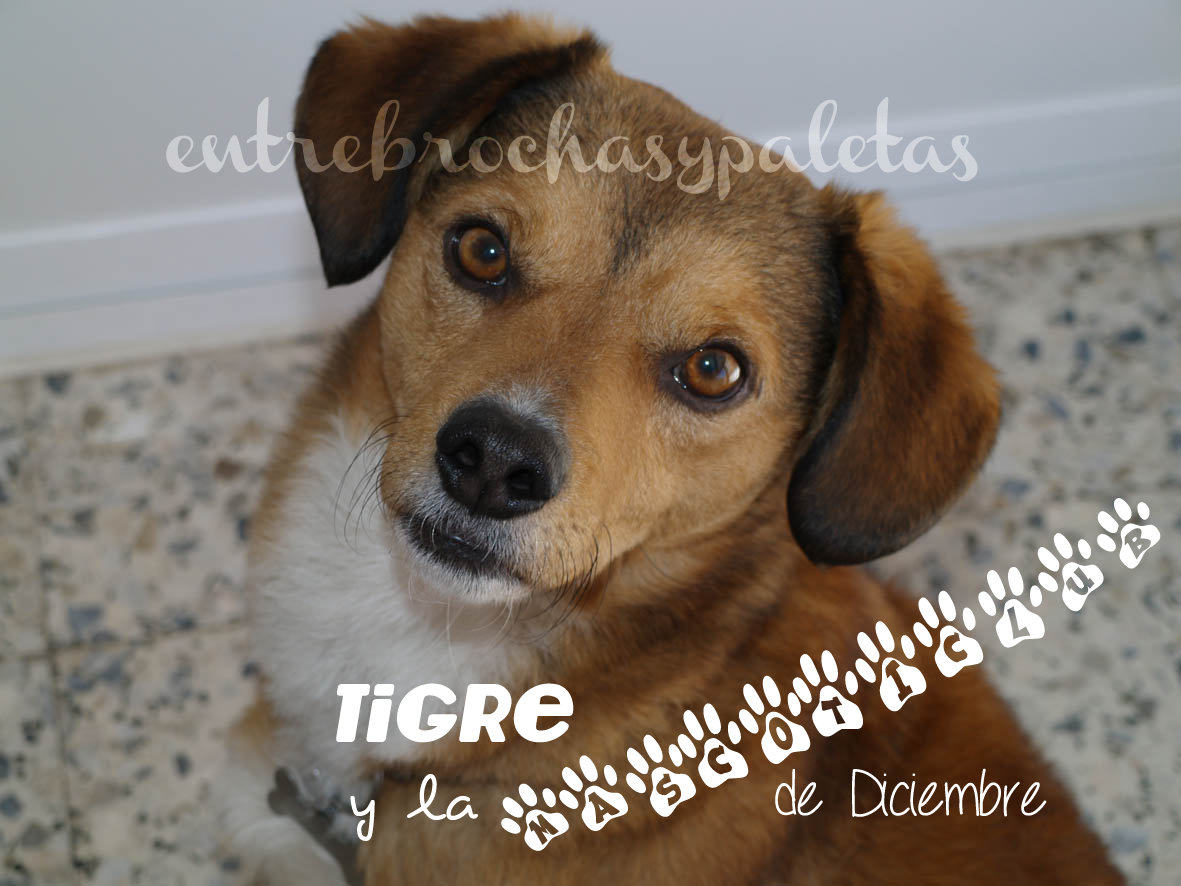 Tigre y la Mascoticlub de diciembre – Entre brochas y paletas | Blog de belleza