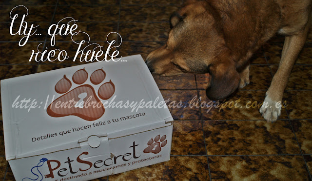 Tigre descubre Pet secret, la caja para mascotas – Entre brochas y paletas | Blog de belleza