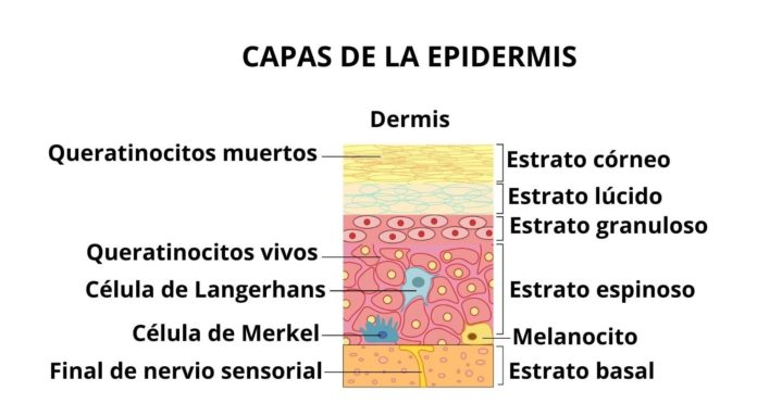 estructura de la piel 